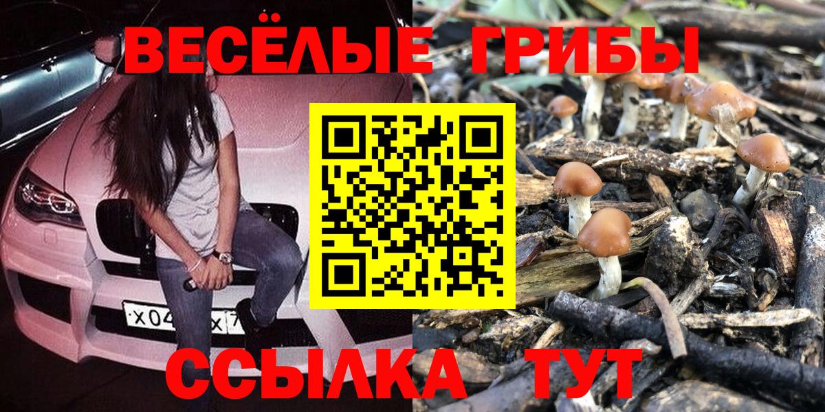 Галлюциногенные грибы Cubensis Осинники